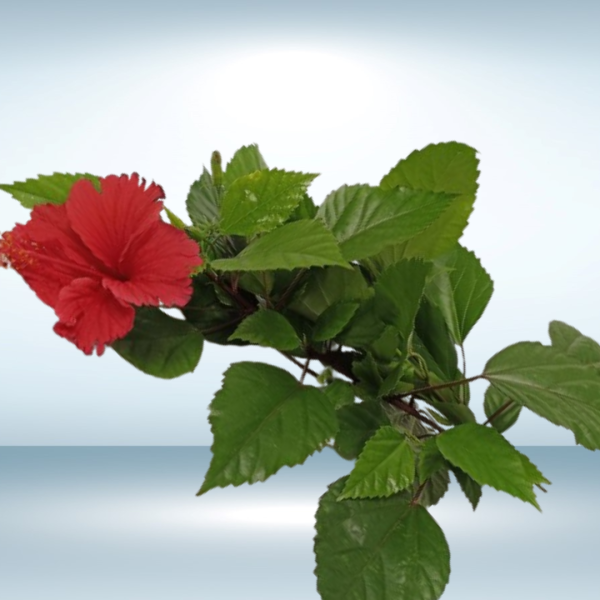 Chemparathy Powder (Hibiscus Leaves Powder)